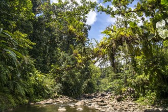 Jungle and river in Guadeloupe National Park, Basse Terre, Guadeloupe, France, North America