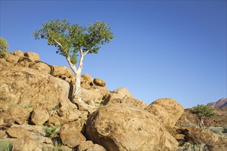 Green shepherds tree grows between orange rocks and boulders. The rocks glow beautifully in the later afternoon sun. Damaraland, Namibia, Africa
