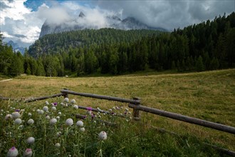 A beautiful meadow with flowers in the foreground and in the distance mountain peaks in the clouds. Dolomites, Italy, Dolomites, Italy, Europe
