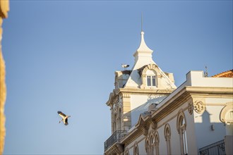Stork on the tower of Belmarco Palace, landmark in Faro, Algarve, Portugal, Europe