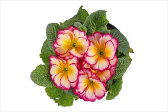 Top view of potted Scentsation primrose