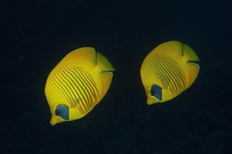 Pair of bluecheek butterflyfish