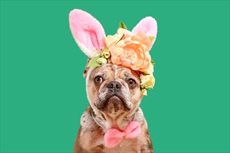 Merle French Bulldog dog wearing Easter bunny costume ears headband with rose flowers on green background