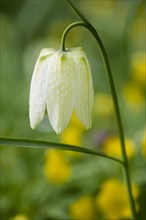 Snakes head fritillary white