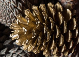 Pine cones of the pine tree in view
