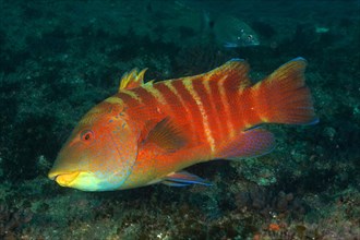 Colourful Natal tooth wrasse
