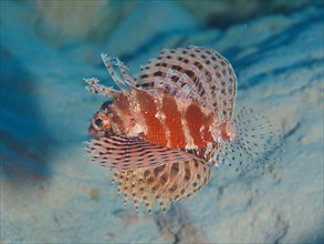 Free swimming Red Sea Dwarf Lionfish