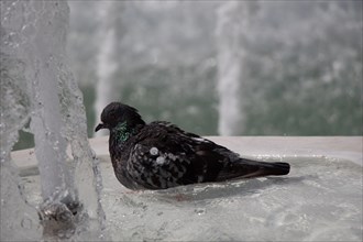 City pigeon by the side of water at a fountain