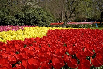 Tulip flowers, Inspiration Gardens, Keukenhof, Lisse, Netherlands