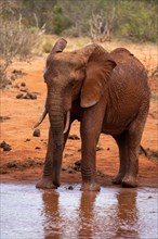 A lone elephant in the savannah at a watering hole in Tsavo National Park, Kenya, East Africa, Africa