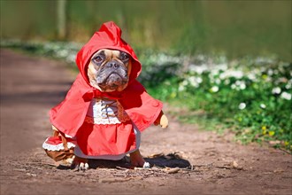 French Bulldog dos dressed up as fairytale character Little Red Riding Hood with full body costumes with fake arms wearing basket in forest