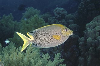 Spotted rabbitfish