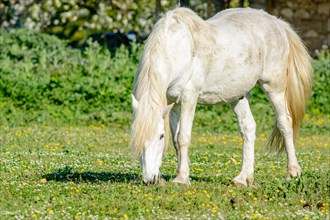 Camargue horse in a pasture in the Camargue National Park. Provence-Alpes-Cote dAzur, France, Europe