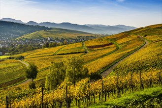 Village and autumn coloured vineyards, sunrise, Pfaffenweiler, near Freiburg im Breisgau, Markgraeflerland, Black Forest, Baden-Wuerttemberg, Germany, Europe