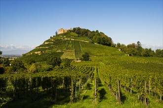 Vineyard and castle, Staufen, near Freiburg im Breisgau, Markgraeflerland, Black Forest, Baden-Wuerttemberg, Germany, Europe