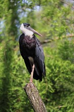 Asian Woolly-necked Stork