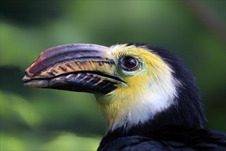 Yellow-masked Hornbill