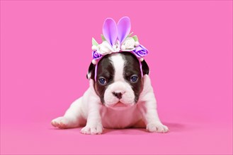 French Bulldog dog puppy dressed up as Easter bunny with rabbit ears headband with flowers on pink background