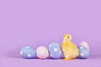 Easter chick and pastel colored painted eggs in corner of violet background with copy space