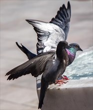 City pigeons by the side of water at a fountain