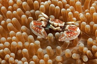Spotted anemone crab spotted porcelain crab