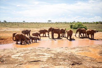 Herd of elephants at the waterhole in the savannah of East Africa, red elephants in the gene of Tsavo West National Park, Kenya, Africa