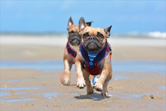 Two fawn French Bulldogs running towards camera on beach wearing maritime harness on holidays