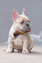7 weeks old lilac fawn colored French Bulldog dog puppy wearing a bow tie sitting in front of gray wall