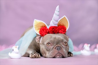 Adorable French Bulldog dog with unicorn costume headband with horn, flowers and veil lying down next to cute rubber toy unicorns
