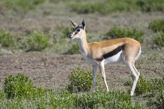 Serengeti thomsons gazelle