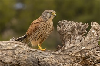 Common kestrel