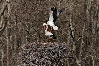 Two storks in the nest mating. Philippsburg, Baden-Wuerttemberg, Germany, Europe
