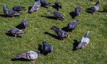 Pigeons on a green lawn in a city park