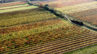 Autumn landscape with vineyard, aerial view, Weinviertel, Hadres, Lower Austria, Austria, Europe