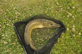 Pike in a landing net