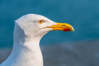 Portrait of European Herring Gull
