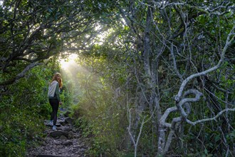Hikers in a beam of light, mood in the forest, Robberg Island, Robberg Peninsula, Robberg Nature Reserve, Plettenberg Bay, Garden Route, Western Cape, South Africa, Africa