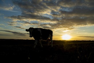 Domestic cow