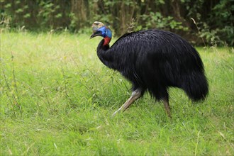 Northern cassowary