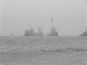 Rainy atmosphere, cliff in the fog, rock Reynisdrangar in the water, at Reynisfjara beach, Vik, South Iceland, Iceland, Europe