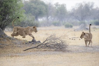 Lioness attacks a second lioness from left to right jumping.