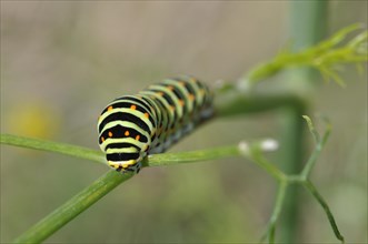 Swallowtail caterpillar on a fennel plant