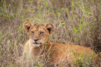 Lion cub lying in the grass, Taita Hills Wildlife Sanctuary, Kenya, Africa