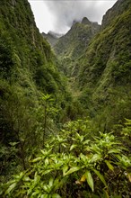 Wooded mountains and ravines, Levada do Caldeirao Verde, Parque Florestal das Queimadas, Madeira, Portugal, Europe