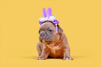 French Bulldog dog puppy dressed up as Easter bunny with rabbit ears headband with flowers on yellow background