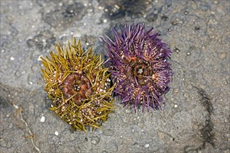 Two different coloured sea urchin