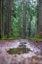 Puddle in the forest, Black Forest, Unterhaugstett, Germany, Europe