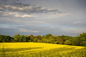 Landscape in spring, a yellow flowering rape field at golden hour in the evening after a rain shower, Baden-Wuerttemberg, Germany, Europe