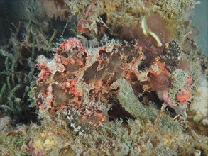 Well camouflaged Giant Frogfish