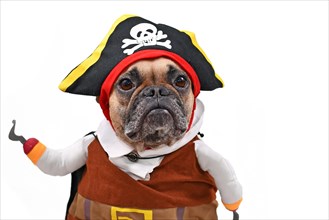 French Bulldog dog dressed up with funny pirate costume with hat and fake hook arm